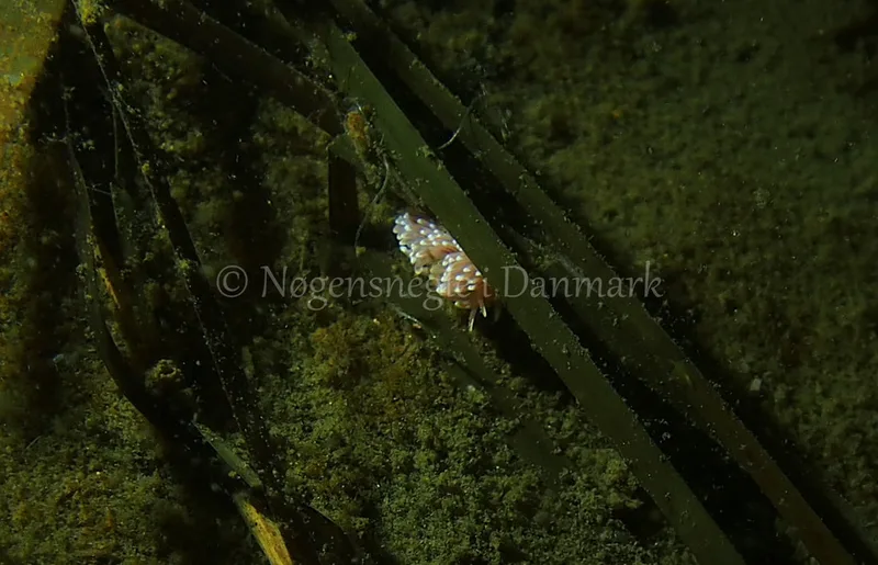 Facelina bostoniensis - Kollund Lillestrand - Foto: Jens Egon Jørgensen