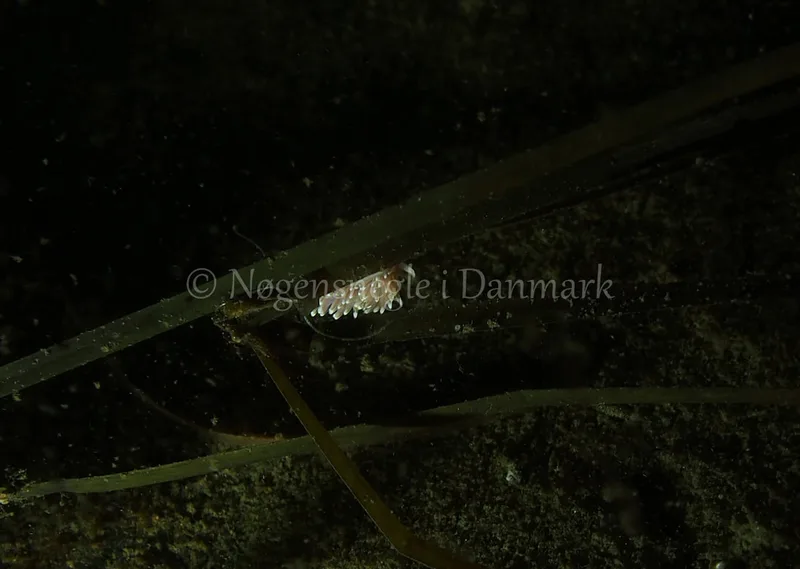 Facelina bostoniensis - Kollund Lillestrand - Foto: Jens Egon Jørgensen