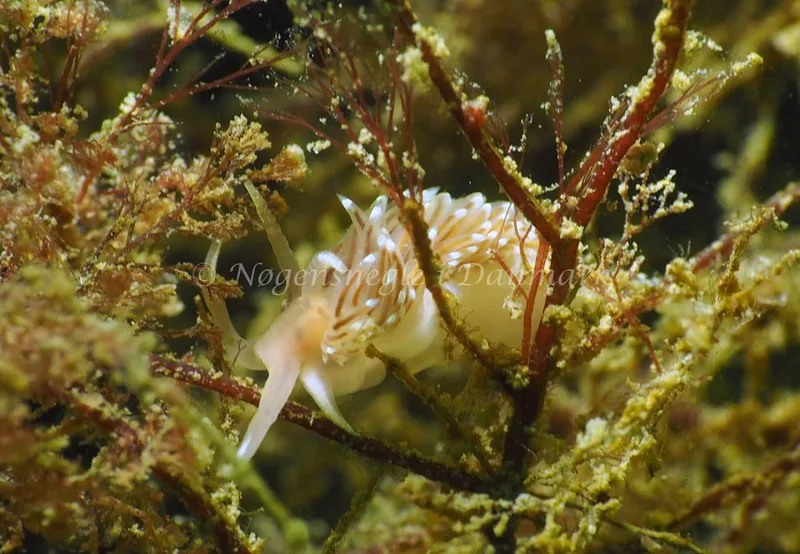 Facelina bostoniensis - Ammoniakhavnen - Foto: Jens Egon Jørgensen