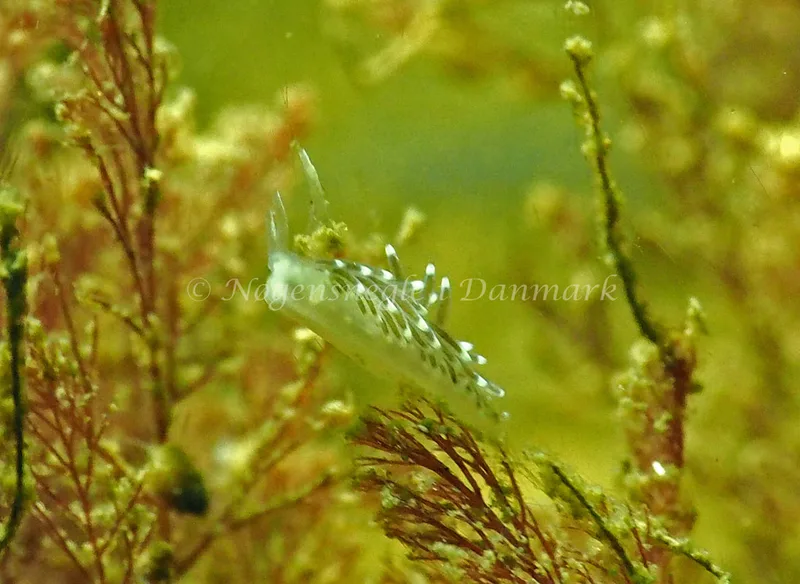 Cuthonella concinna - Ammoniakhavnen - Foto: Jens Egon Jørgensen