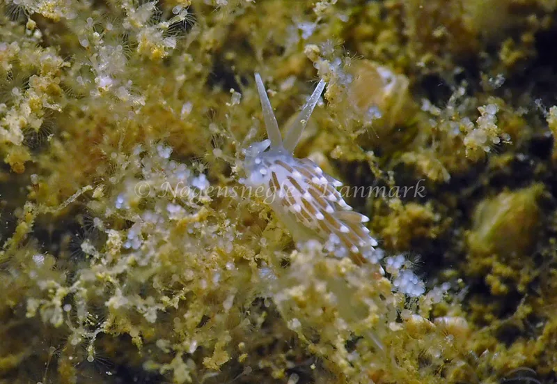 Cuthonella concinna - Ammoniakhavnen - Foto: Jens Egon Jørgensen