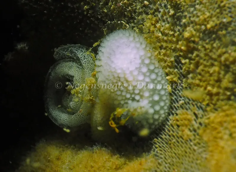 Onchidoris muricata - Ammoniakhavnen - Foto: Jens Egon Jørgensen