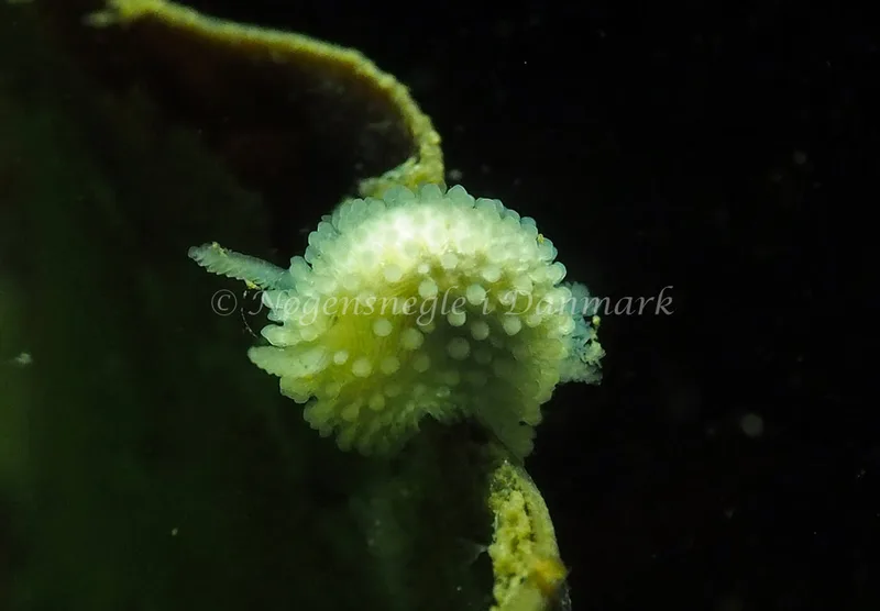 Onchidoris muricata - Ammoniakhavnen - Foto: Jens Egon Jørgensen
