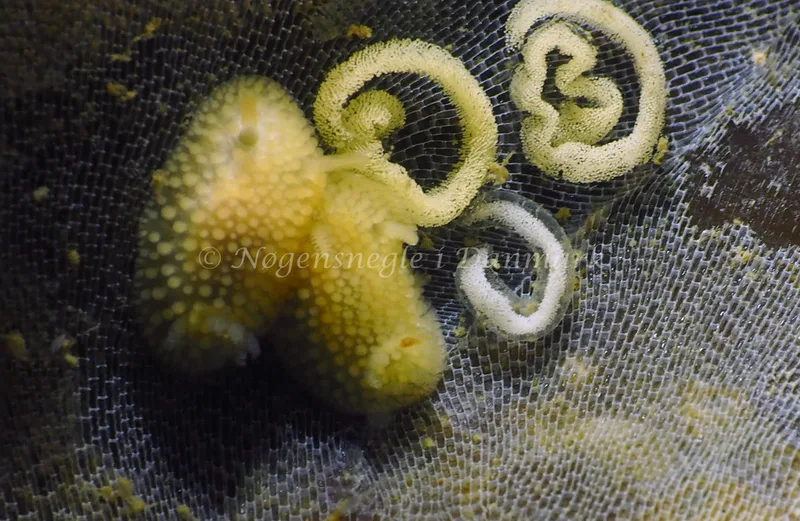 Onchidoris muricata - Ammoniakhavnen - Foto: Jens Egon Jørgensen