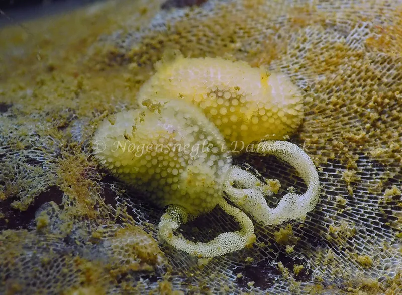 Onchidoris muricata - Ammoniakhavnen - Foto: Jens Egon Jørgensen