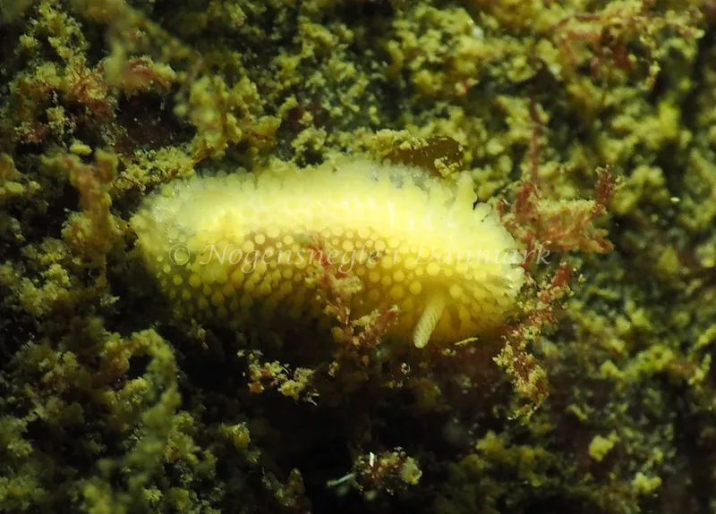 Onchidoris muricata - Ammoniakhavnen - Foto: Jens Egon Jørgensen
