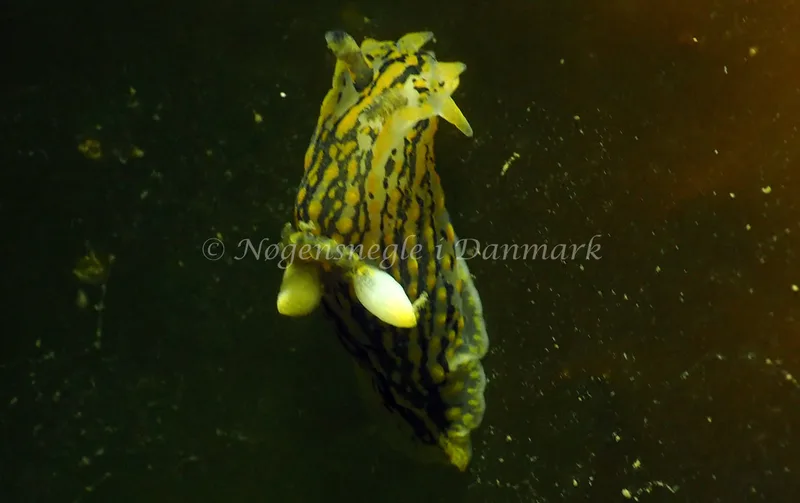 Polycera quadrilineata - Ammoniakhavnen - Foto: Jens Egon Jørgensen