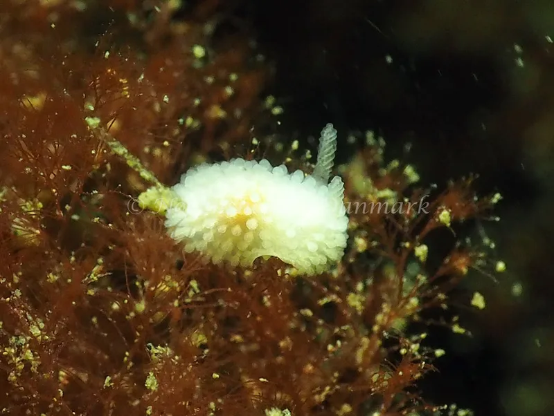 Onchidoris muricata - Ammoniakhavnen - Foto: Jens Egon Jørgensen