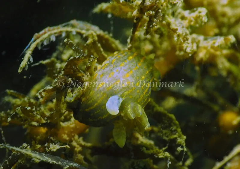 Polycera quadrilineata - Ammoniakhavnen - Foto: Jens Egon Jørgensen