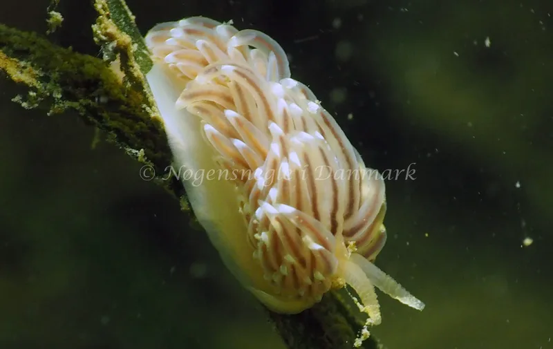 Facelina bostoniensis - Ammoniakhavnen - Foto: Jens Egon Jørgensen