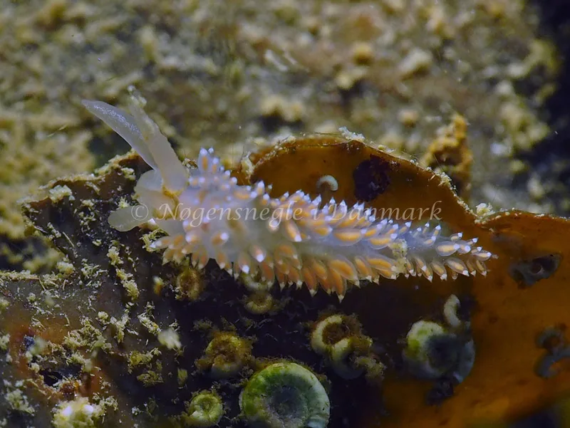 Coryphella verrucosa - Ammoniakhavnen - Foto: Jens Egon Jørgensen
