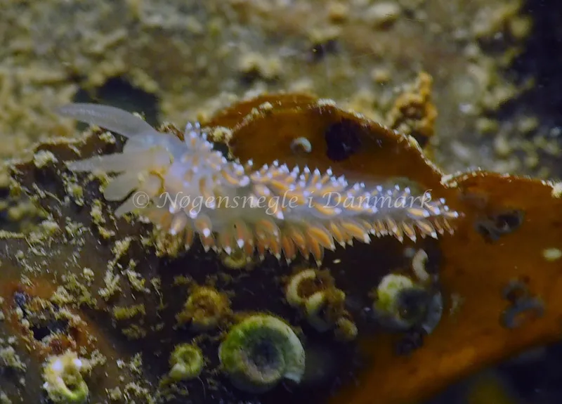 Coryphella verrucosa - Ammoniakhavnen - Foto: Jens Egon Jørgensen