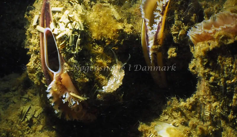 Facelina cf bostoniensis - Kollund Lillestrand - Foto: Jens Egon Jørgensen