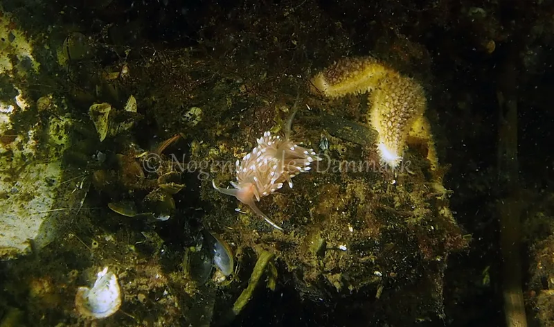 Facelina bostoniensis - Kollund Lillestrand - Foto: Jens Egon Jørgensen