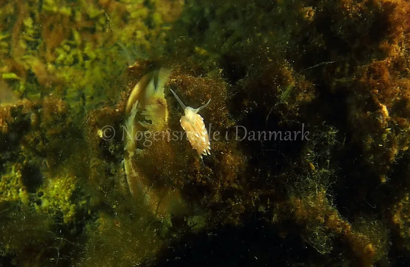 Facelina bostoniensis - Kollund Lillestrand - Foto: Jens Egon Jørgensen