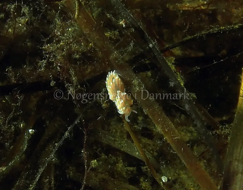 Facelina bostoniensis - Kollund Lillestrand - Foto: Jens Egon Jørgensen