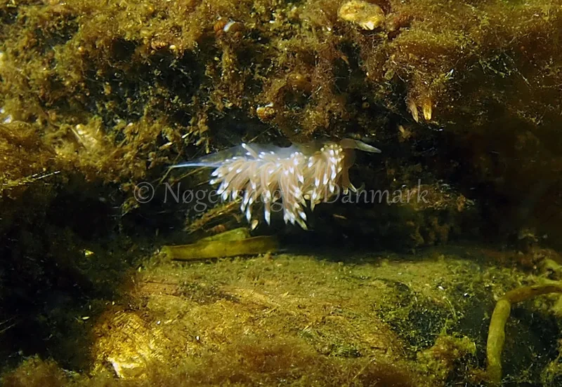 Facelina bostoniensis - Kollund Lillestrand - Foto: Jens Egon Jørgensen