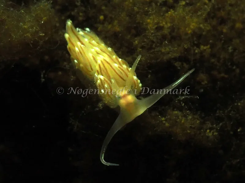Facelina cf bostoniensis - Kollund Lillestrand - Foto: Jens Egon Jørgensen