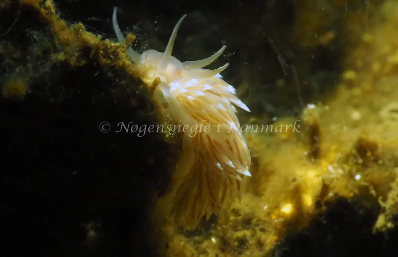 Facelina cf bostoniensis - Kollund Lillestrand - Foto: Jens Egon Jørgensen