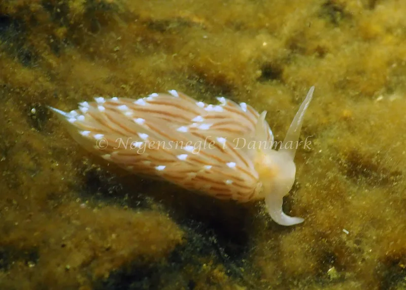 Facelina cf bostoniensis - Kollund Lillestrand - Foto: Jens Egon Jørgensen