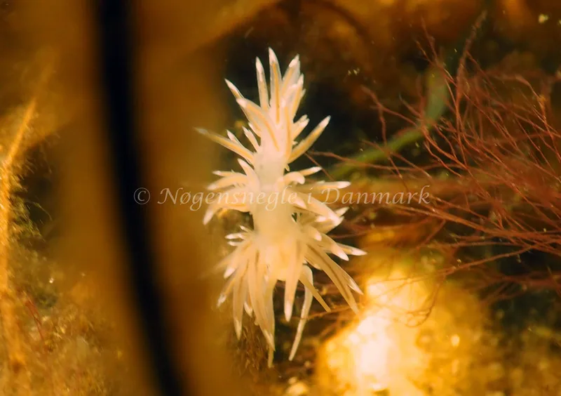 Facelina cf bostoniensis - Kollund Lillestrand - Foto: Jens Egon Jørgensen