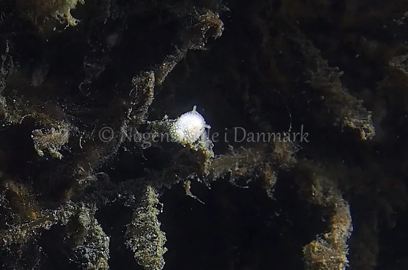 Onchidoris muricata - Ammoniakhavnen - Foto: Jens Egon Jørgensen