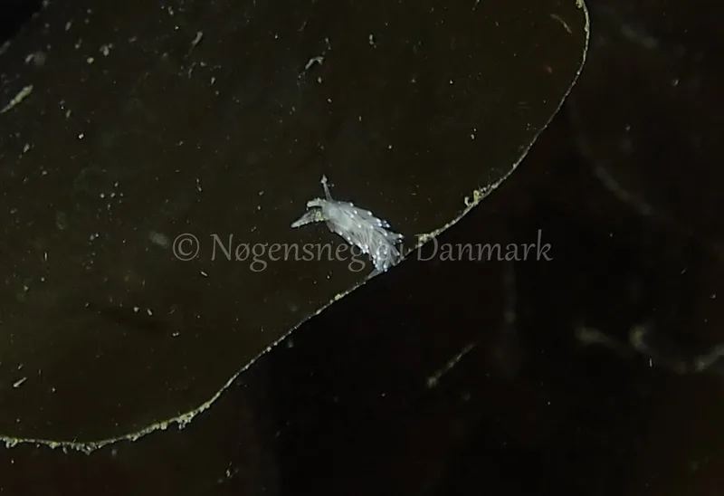 Cuthonella concinna - Ammoniakhavnen - Foto: Jens Egon Jørgensen