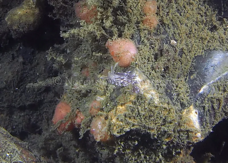 Cuthonella concinna - Ammoniakhavnen - Foto: Jens Egon Jørgensen