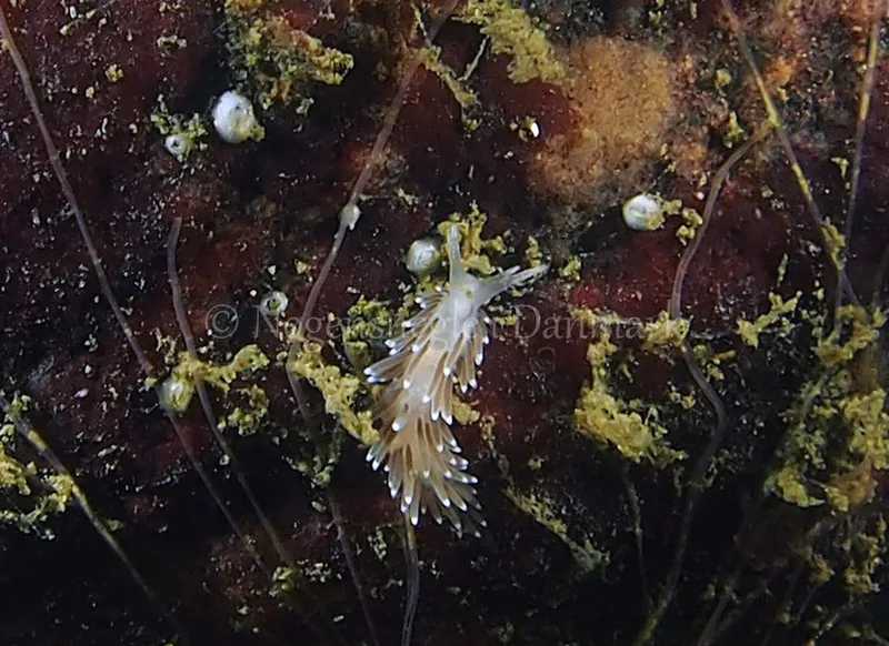 Cuthonella concinna - Ammoniakhavnen - Foto: Jens Egon Jørgensen