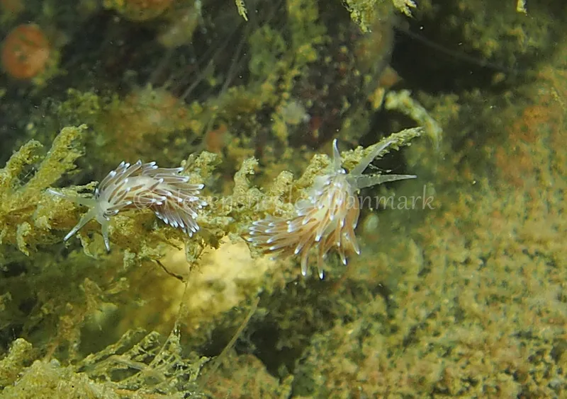 Cuthonella concinna - Ammoniakhavnen - Foto: Jens Egon Jørgensen