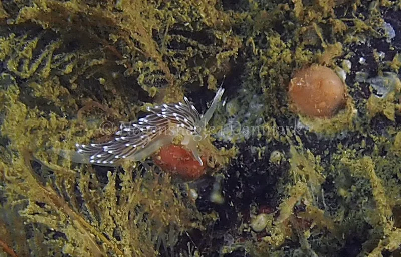Cuthonella concinna - Ammoniakhavnen - Foto: Jens Egon Jørgensen