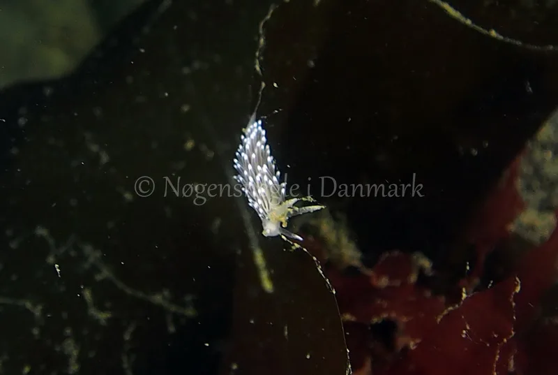 Cuthonella concinna - Ammoniakhavnen - Foto: Jens Egon Jørgensen