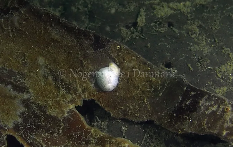 Onchidoris muricata - Ammoniakhavnen - Foto: Jens Egon Jørgensen