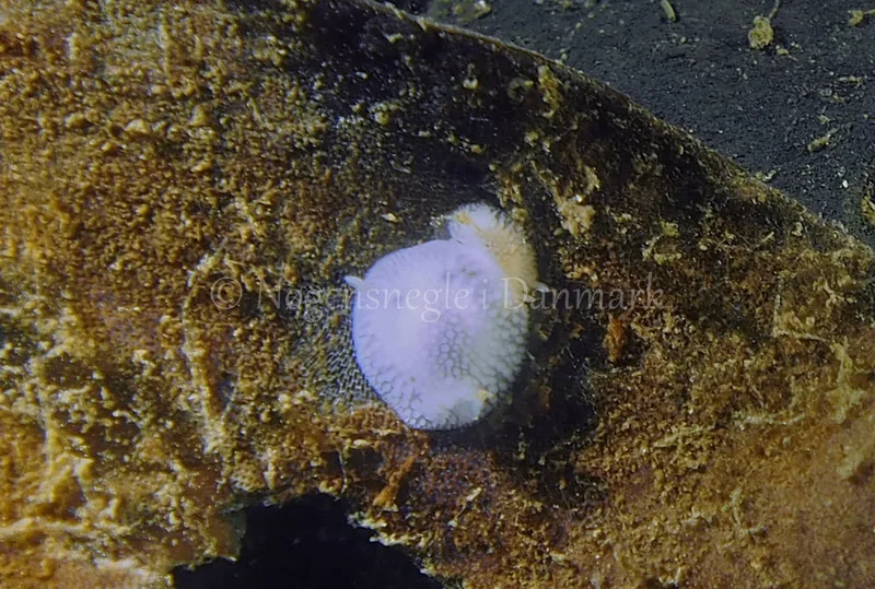 Onchidoris muricata - Ammoniakhavnen - Foto: Jens Egon Jørgensen