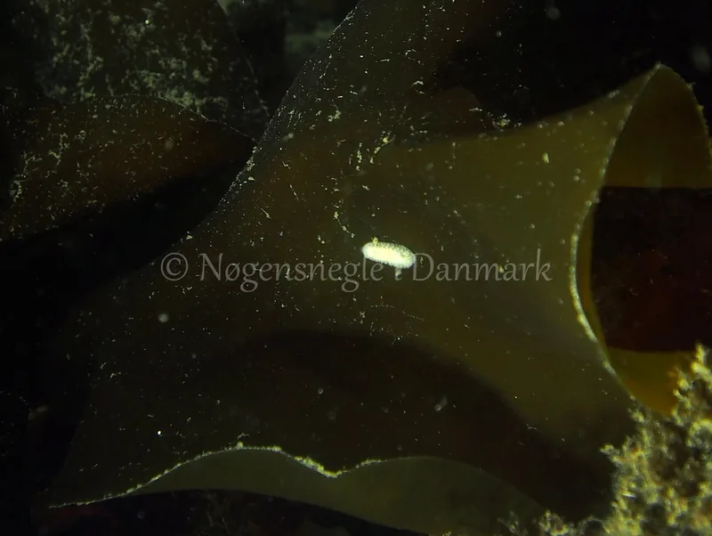 Onchidoris muricata - Ammoniakhavnen - Foto: Jens Egon Jørgensen