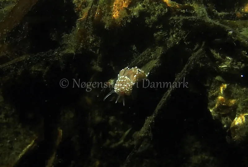 Facelina bostoniensis - Kollund Lillestrand - Foto: Jens Egon Jørgensen