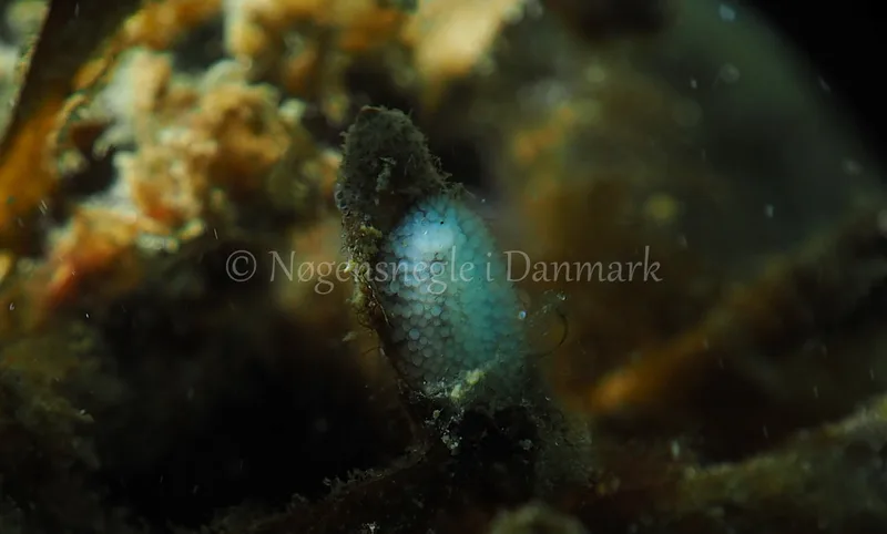 Onchidoris muricata - Ammoniakhavnen - Foto: Jens Egon Jørgensen