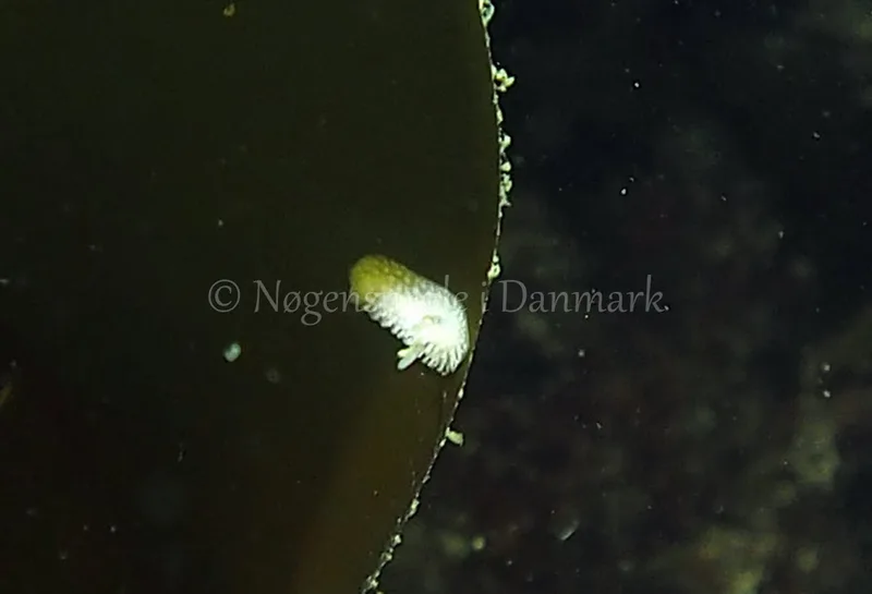Onchidoris muricata - Ammoniakhavnen - Foto: Jens Egon Jørgensen
