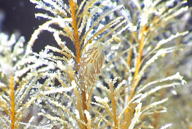 Cuthonella concinna - Ammoniakhavnen - Foto: Jens Egon Jørgensen