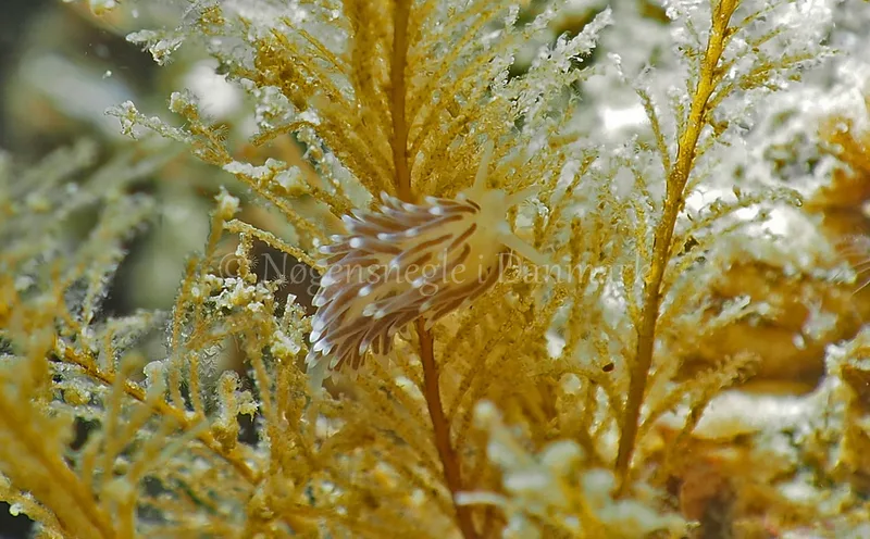 Cuthonella concinna - Ammoniakhavnen - Foto: Jens Egon Jørgensen