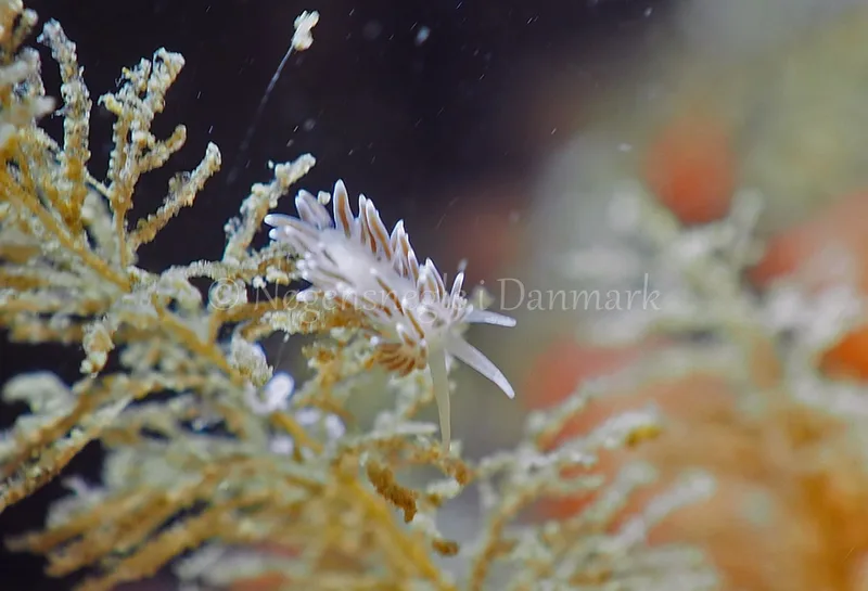 Cuthonella concinna - Ammoniakhavnen - Foto: Jens Egon Jørgensen