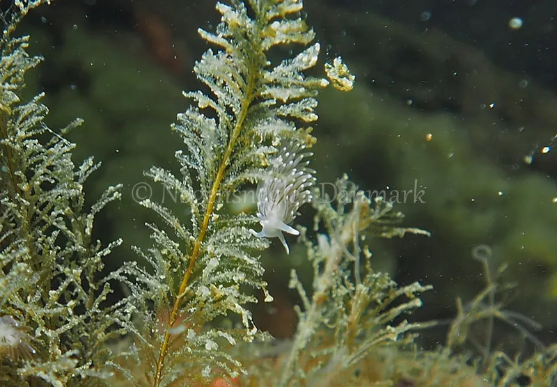 Cuthonella concinna - Ammoniakhavnen - Foto: Jens Egon Jørgensen