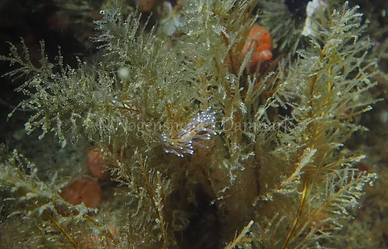 Cuthonella concinna - Ammoniakhavnen - Foto: Jens Egon Jørgensen