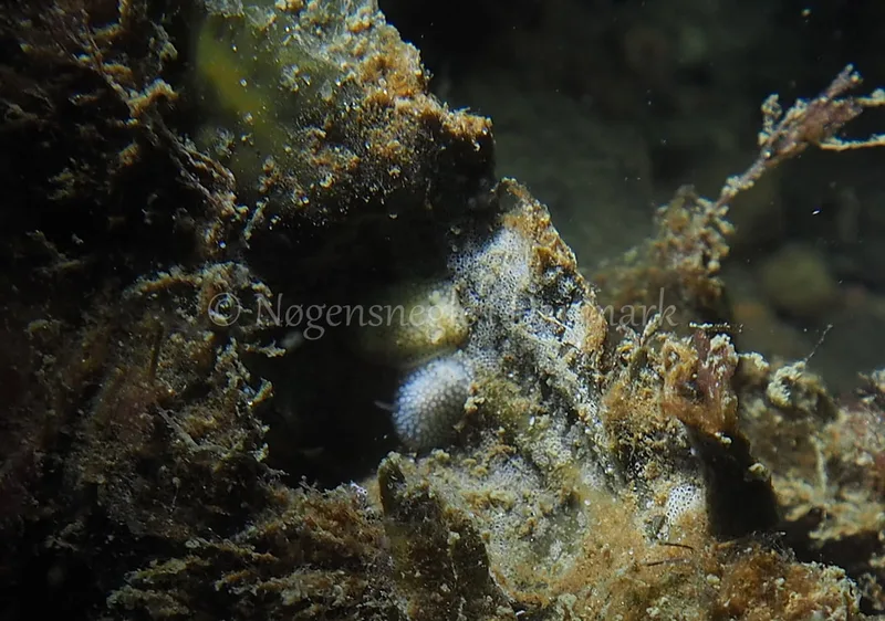Onchidoris muricata - Ammoniakhavnen - Foto: Jens Egon Jørgensen