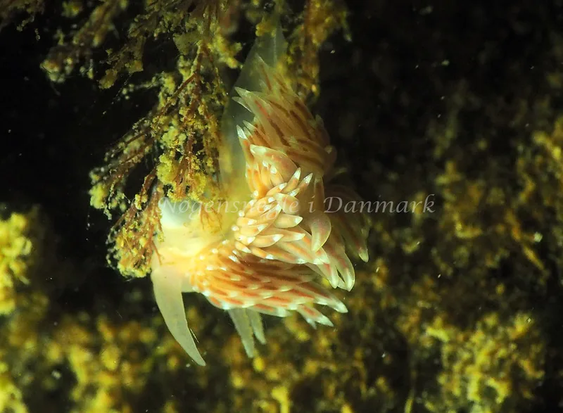 Facelina bostoniensis - Lyngsbo Strand - Foto: Jens Egon Jørgensen