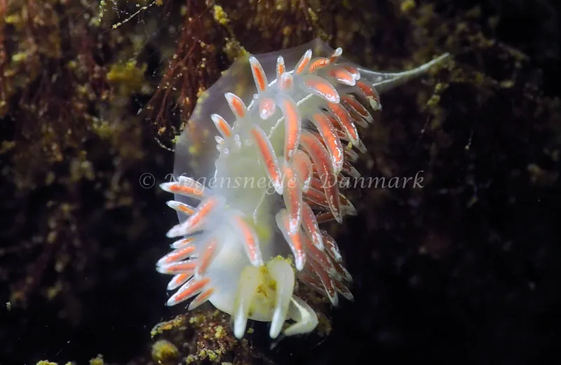 Gulenia monicae - Lyngsbo Strand - Foto: Jens Egon Jørgensen