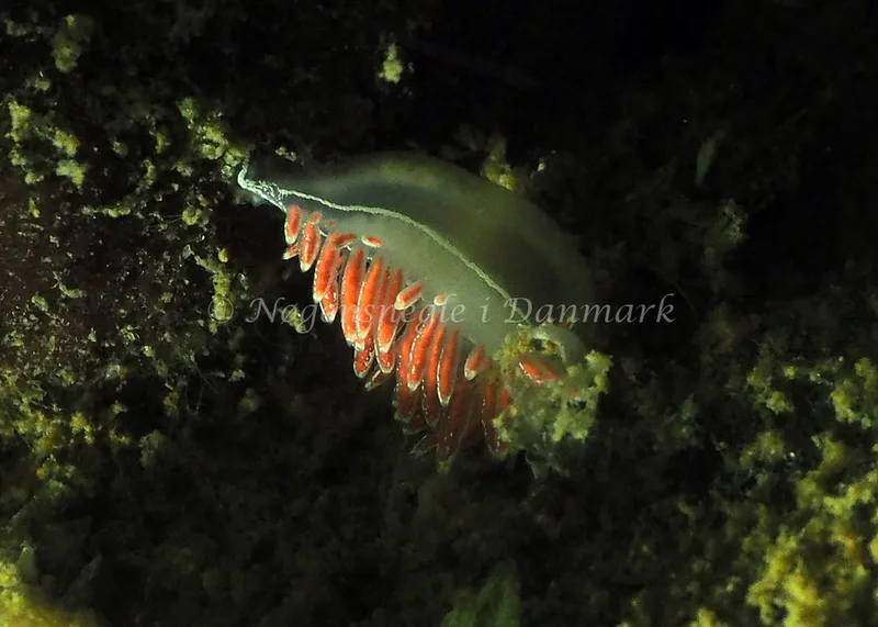 Gulenia monicae - Lyngsbo Strand - Foto: Jens Egon Jørgensen