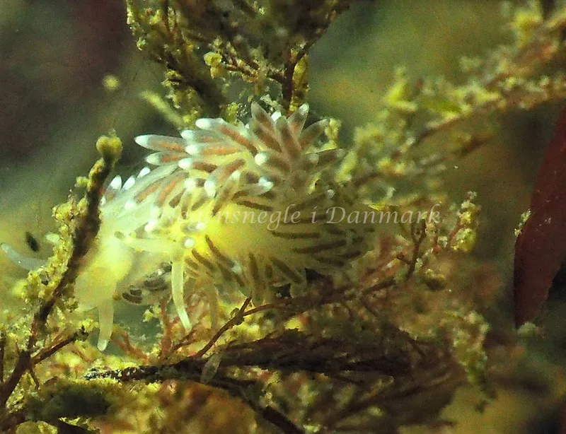 Cuthonella concinna - Lyngsbo Strand - Foto: Jens Egon Jørgensen
