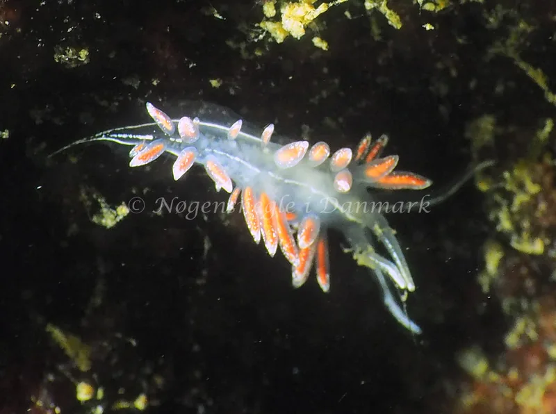 Gulenia monicae - Lyngsbo Strand - Foto: Jens Egon Jørgensen