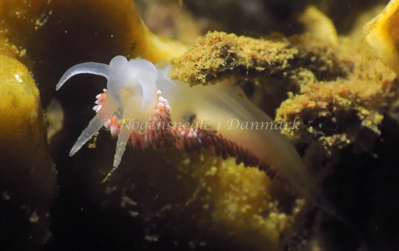 Coryphella verrucosa - Lyngsbo Strand - Foto: Jens Egon Jørgensen